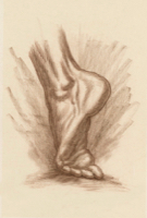 Human Foot 22